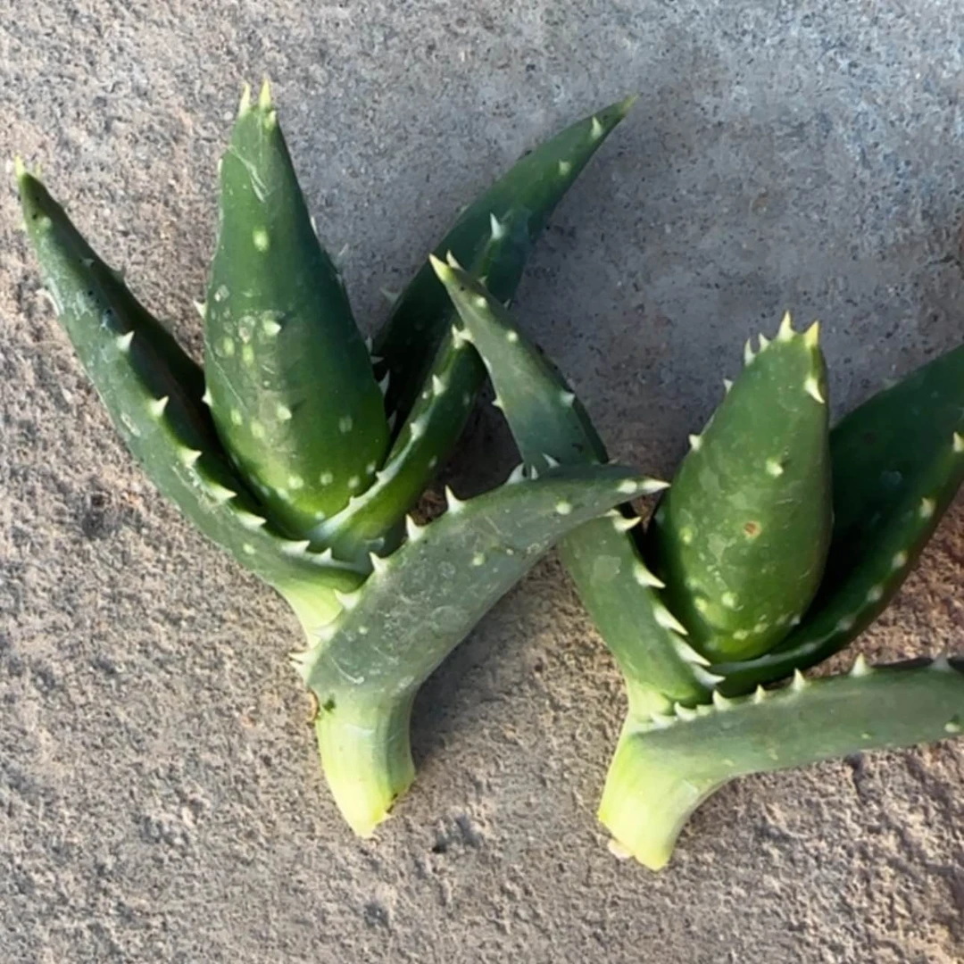 【闪购商品】芦荟555666