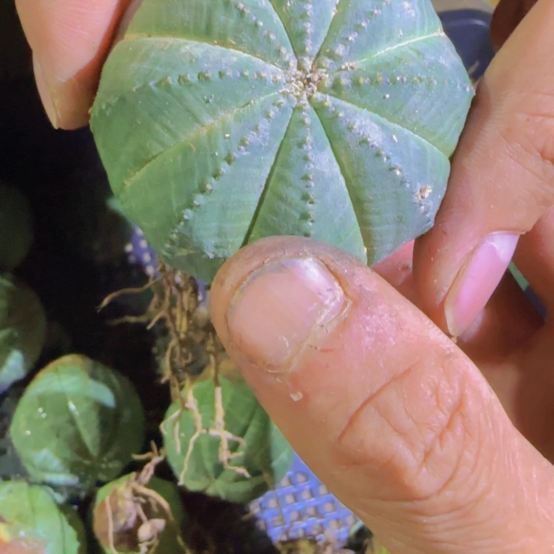 块根植物块根植物