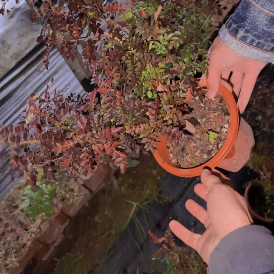 志*叔块根植物块根植物