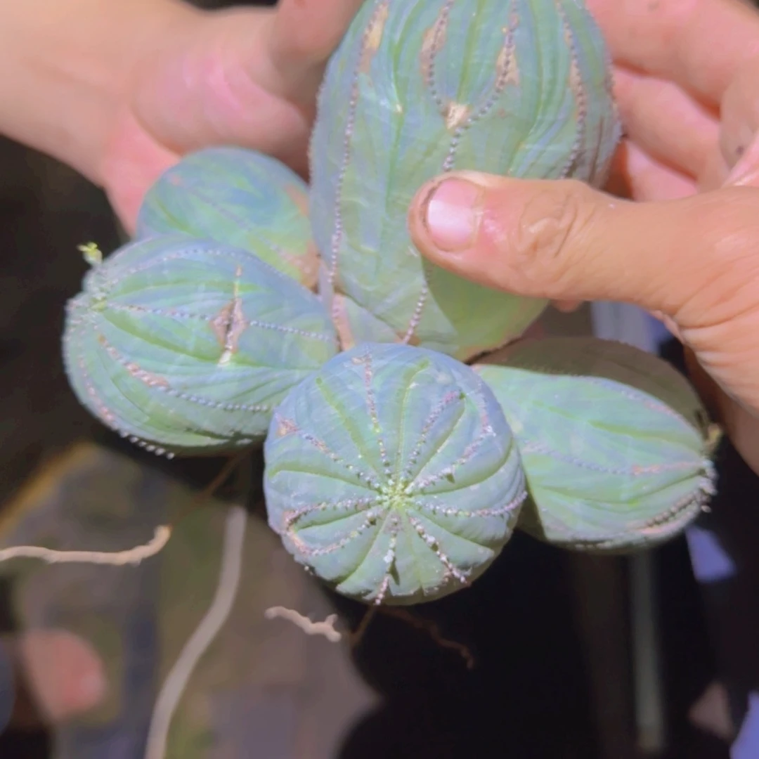 块根植物块根植物