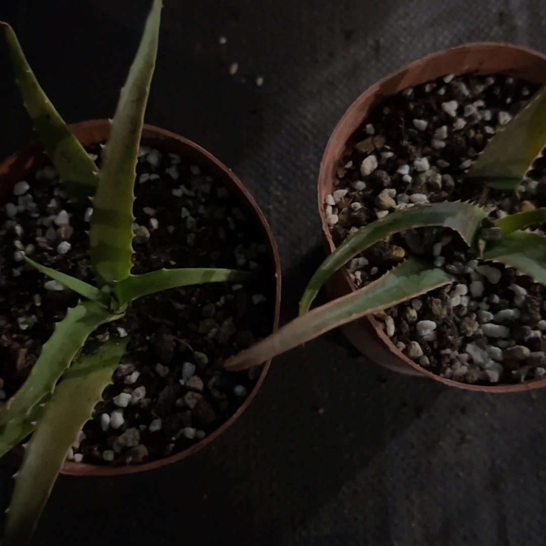 【闪购商品】芦荟222