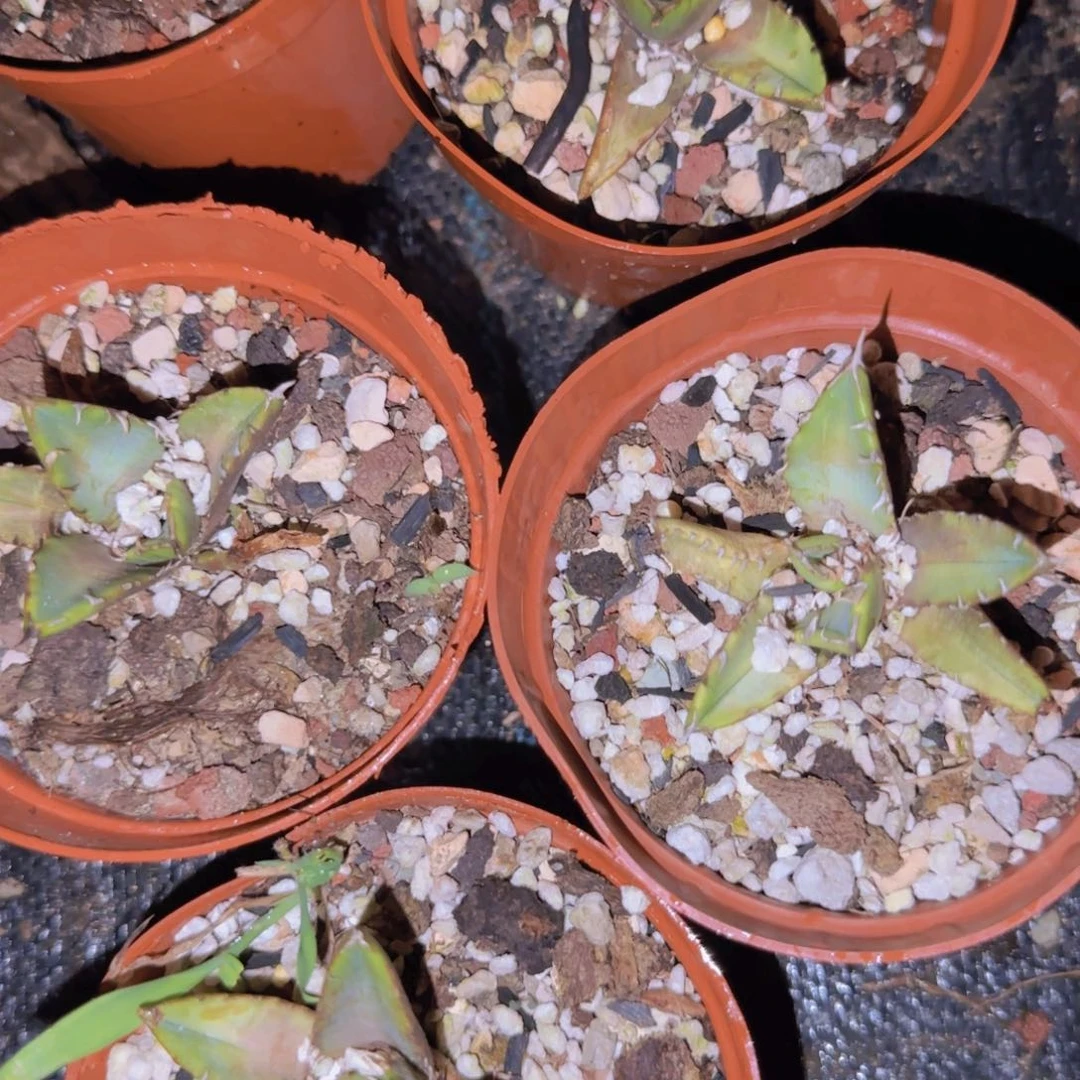 块根植物块根植物