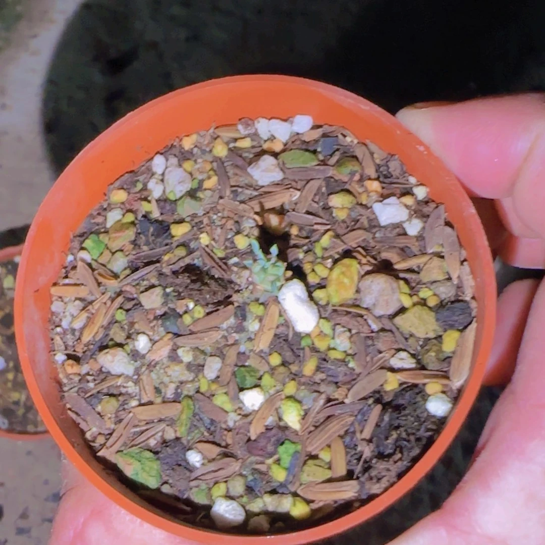 健****力块根植物块根植物