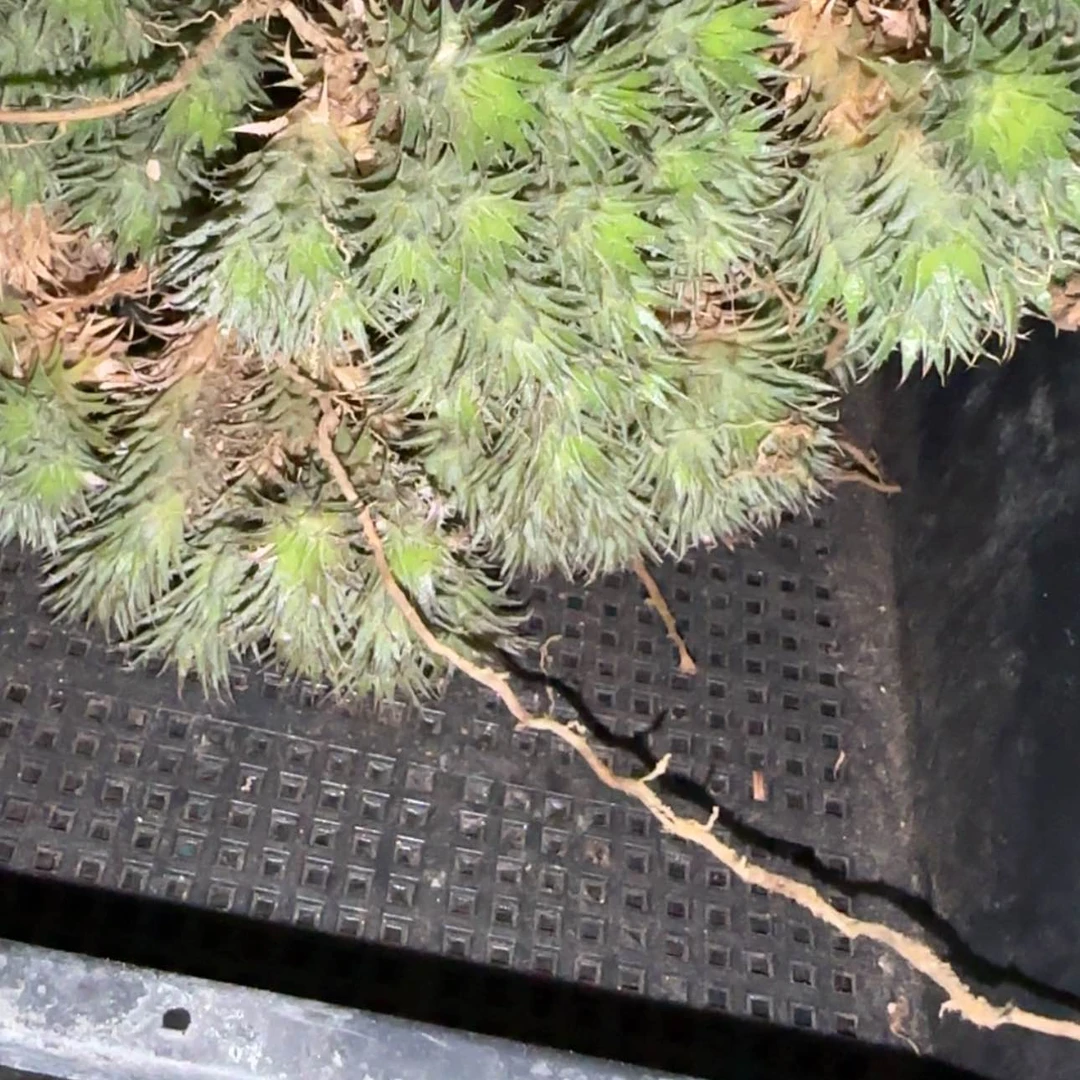 【闪购商品】可口可乐了了吧哈