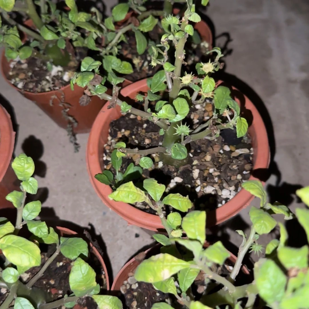 【闪购商品】块根植物558669