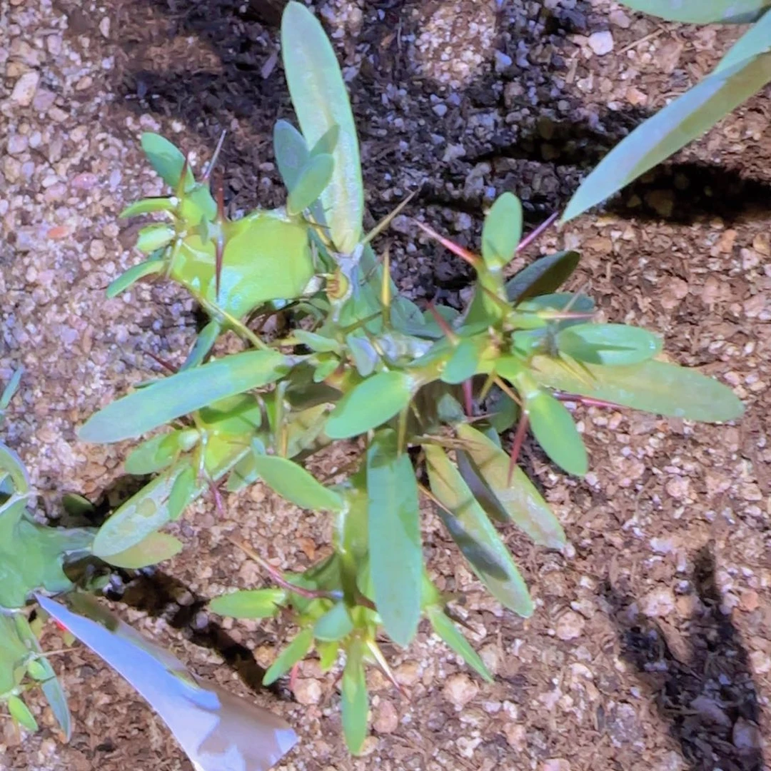 块根植物块根植物