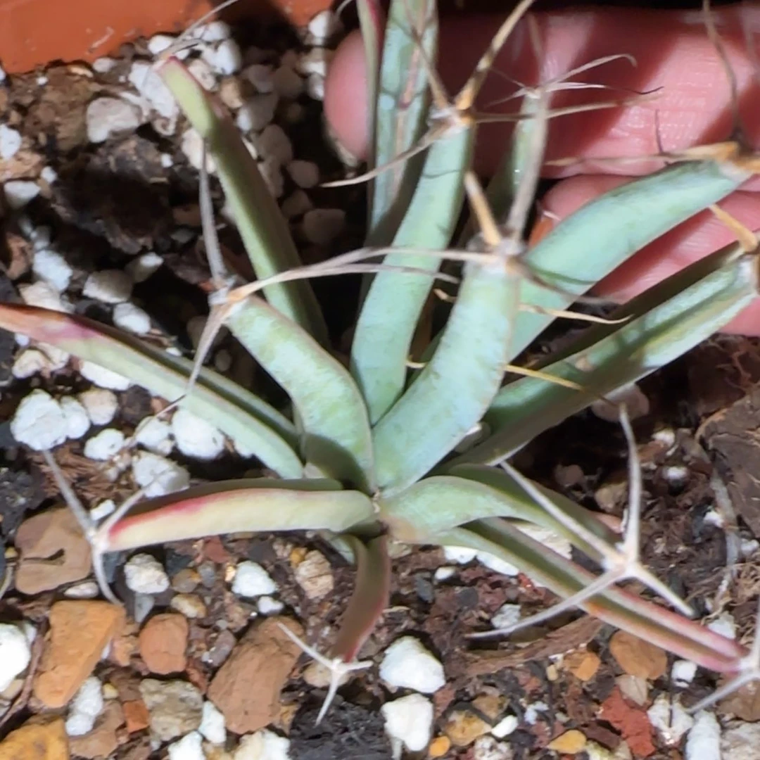 【闪购商品】块根植物2468666