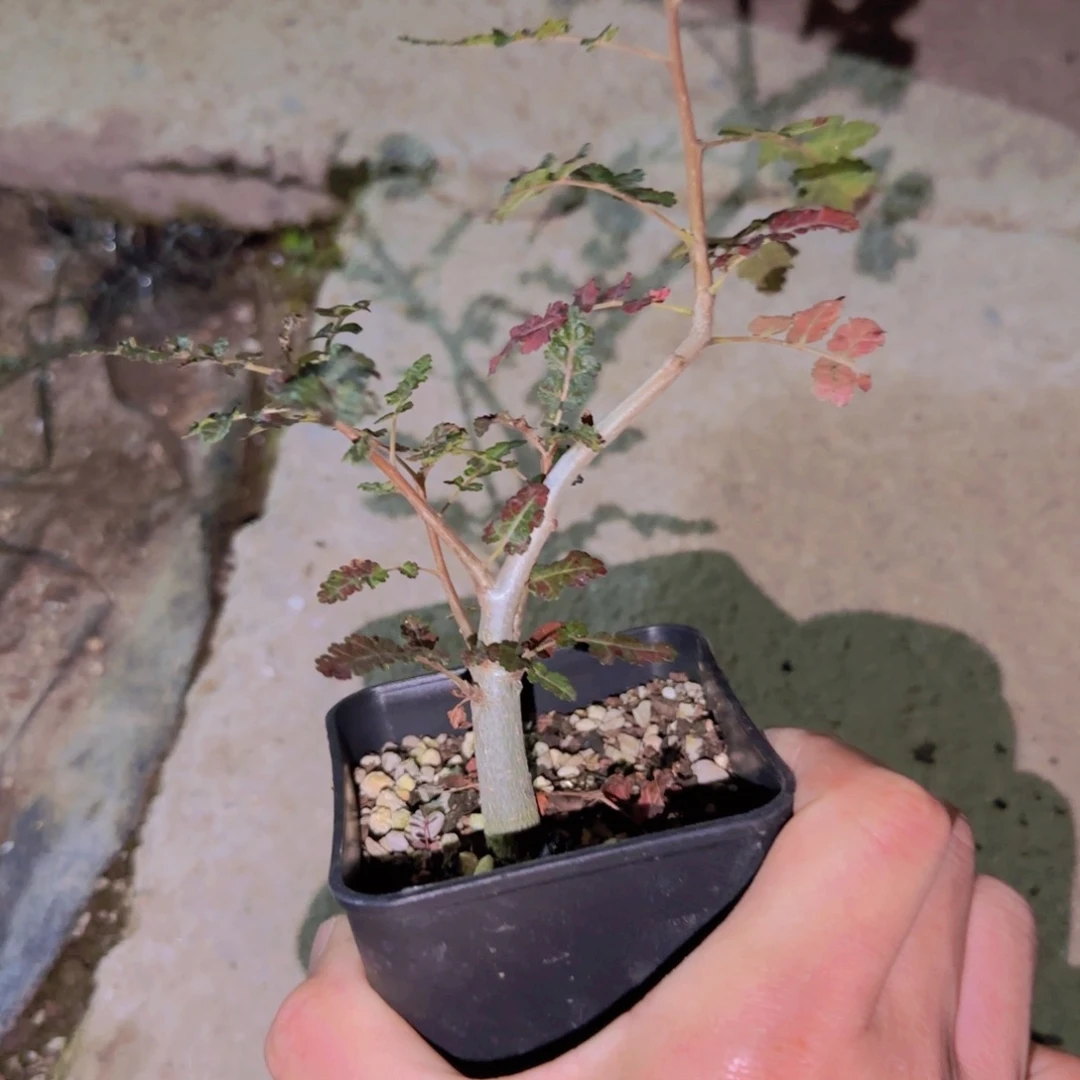 用****2块根植物块根植物