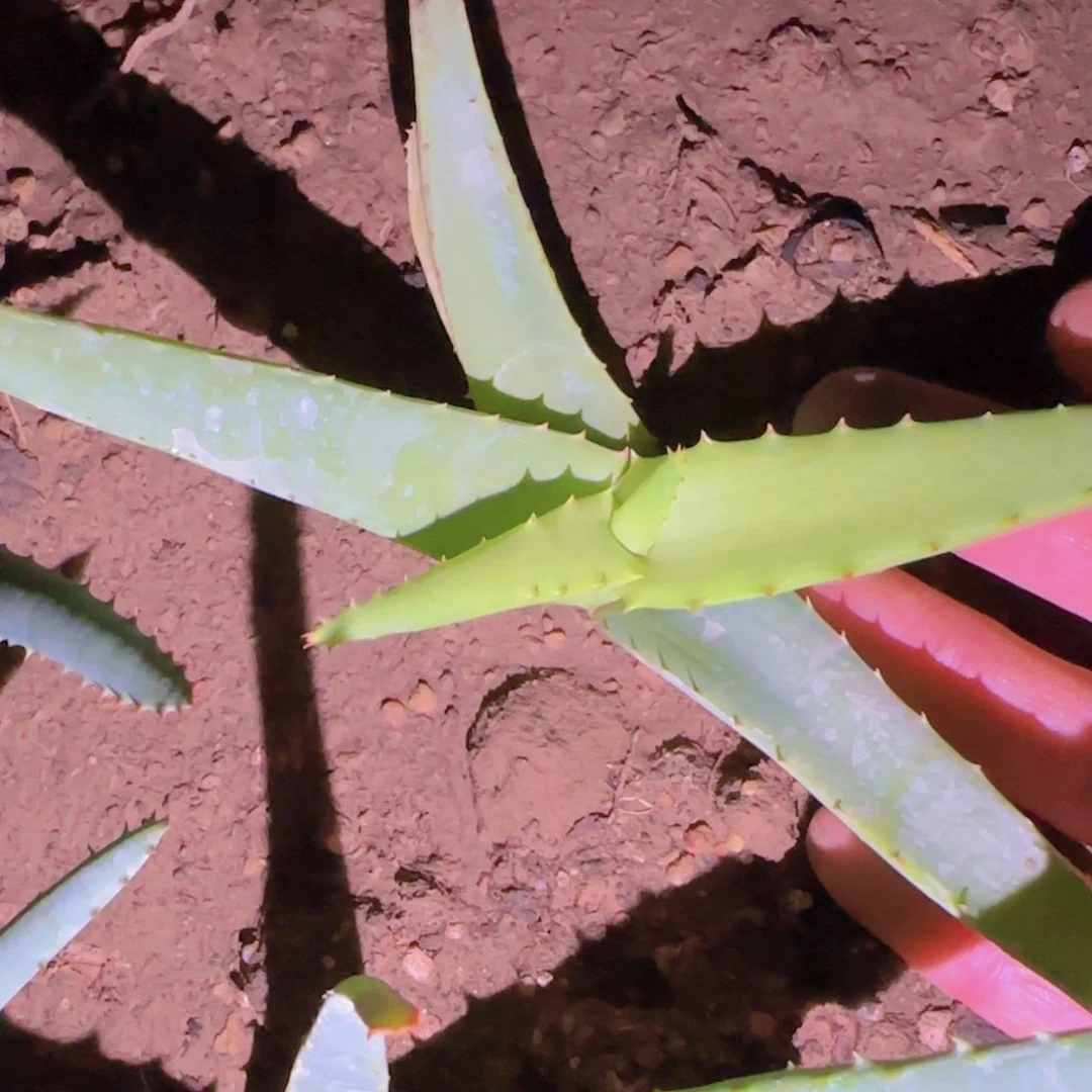 块根植物块根植物