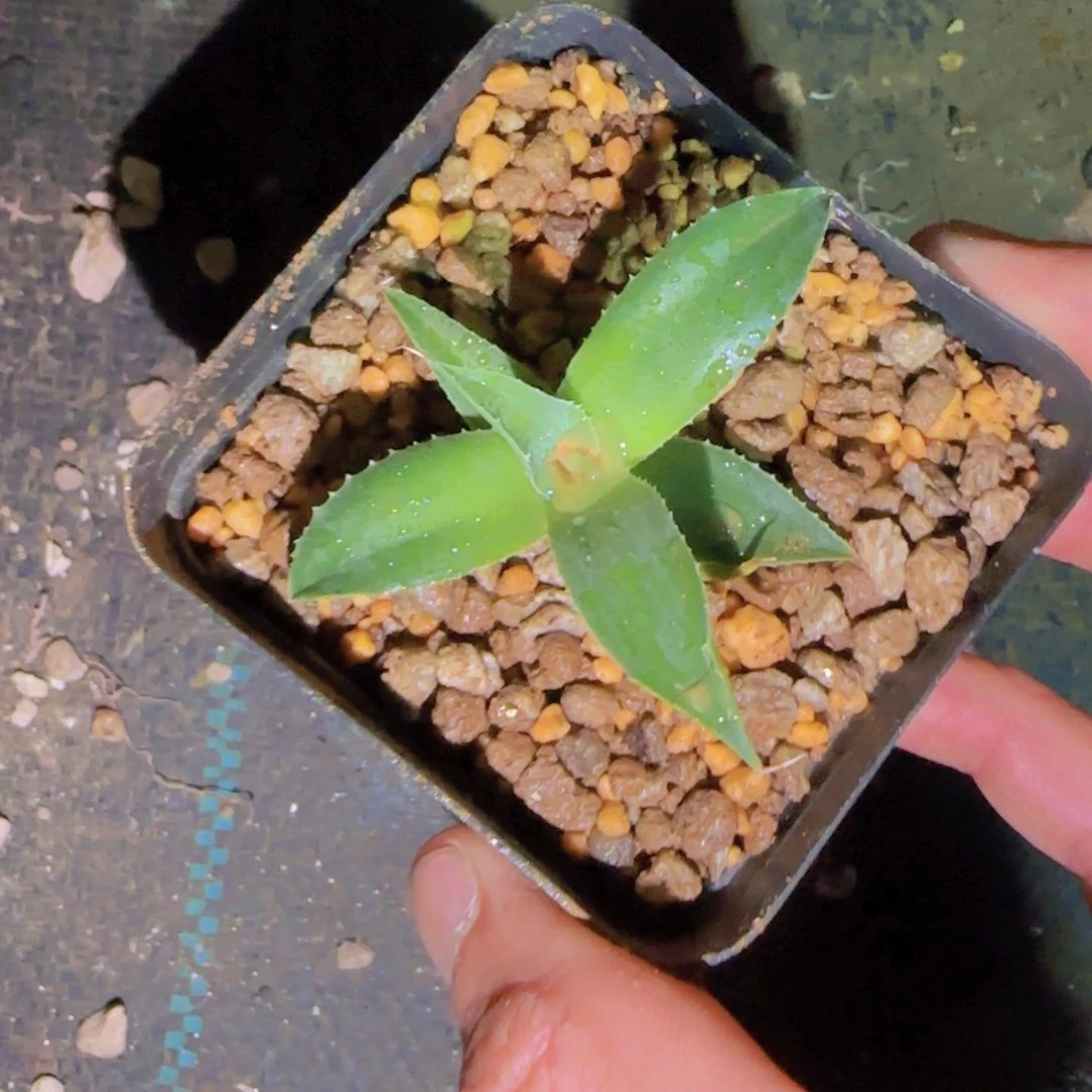 老*块根植物块根植物