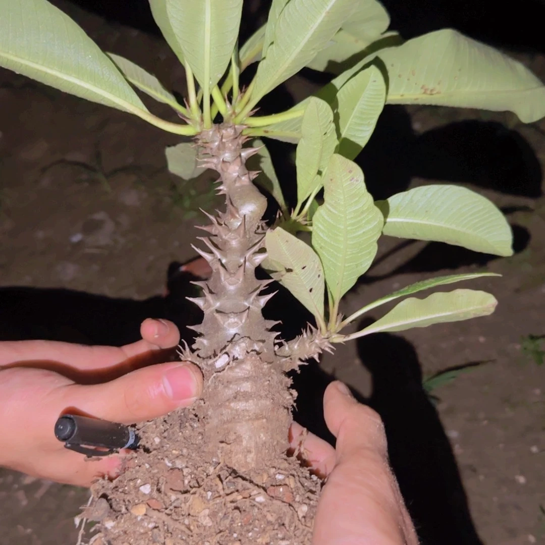 在*块根植物块根植物