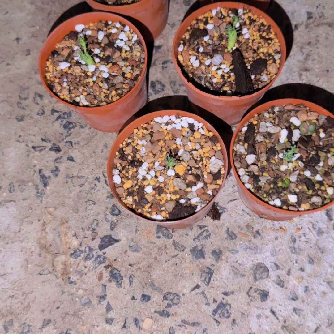 块根植物块根植物