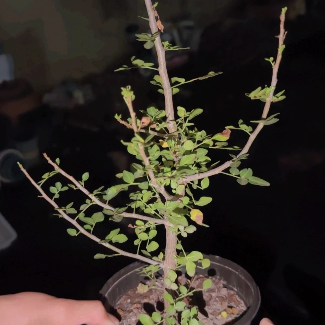 T****兔块根植物呀块根植物