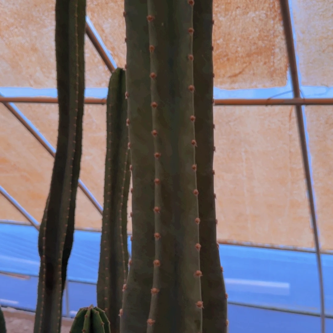 块根植物块根植物