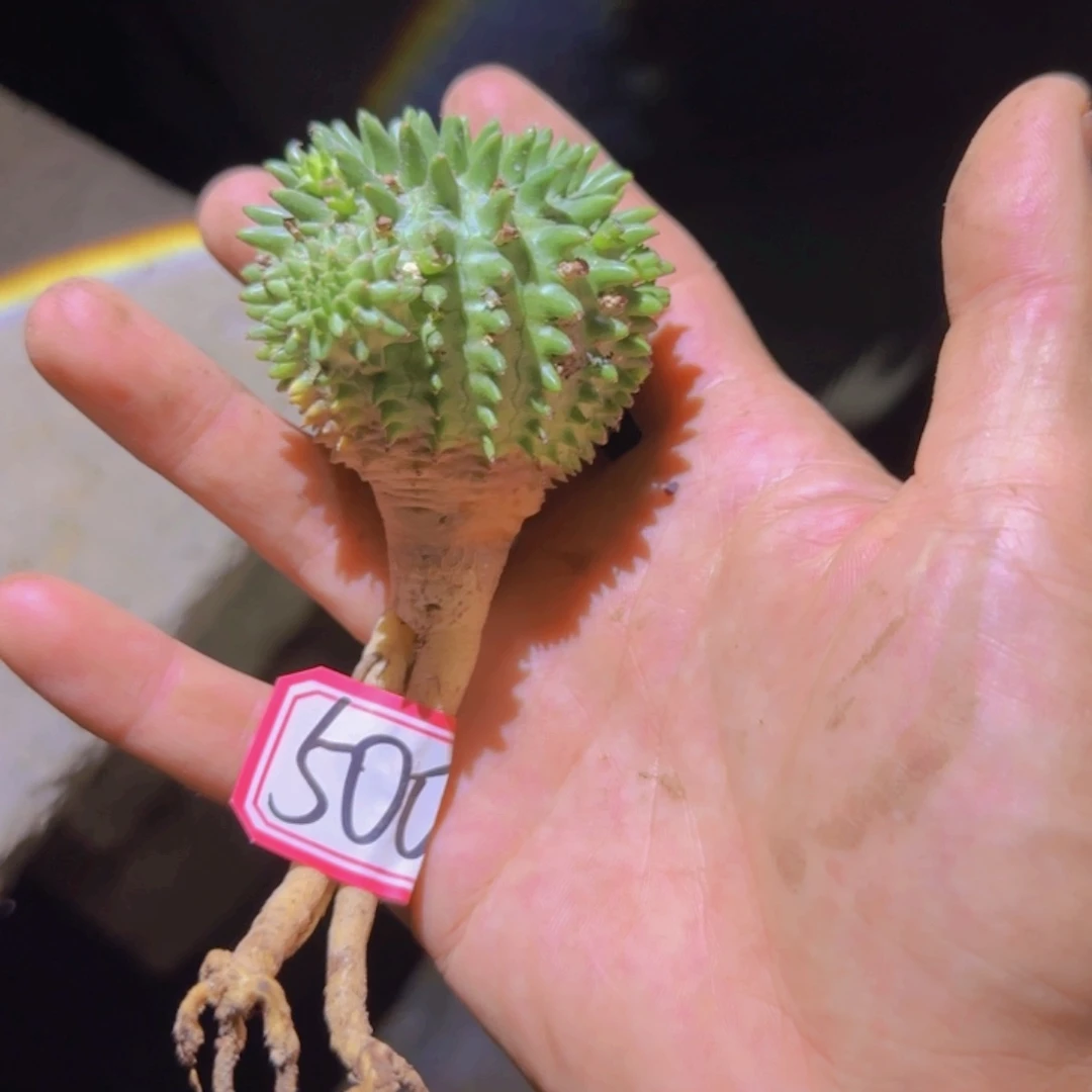 浅*块根植物块根植物