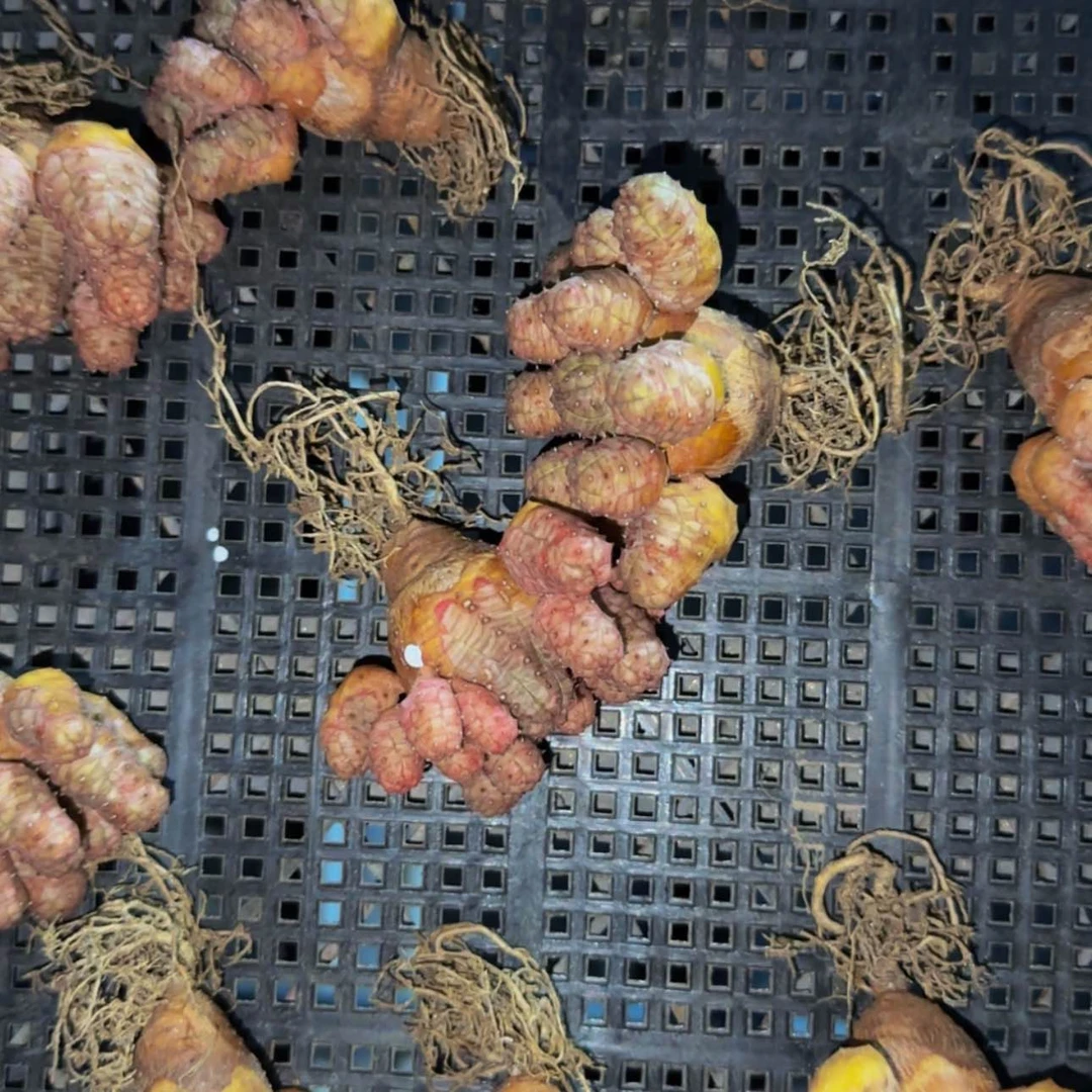 【闪购商品】红布纹球33