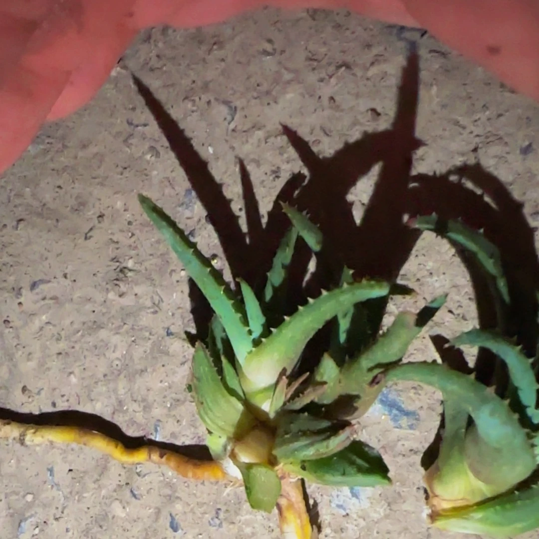 【闪购商品】芦荟2222
