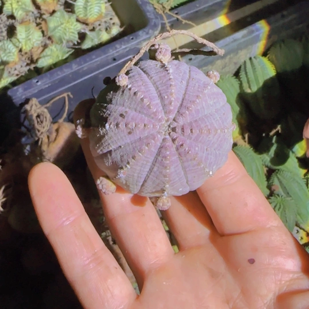 苏*X块根植物块根植物