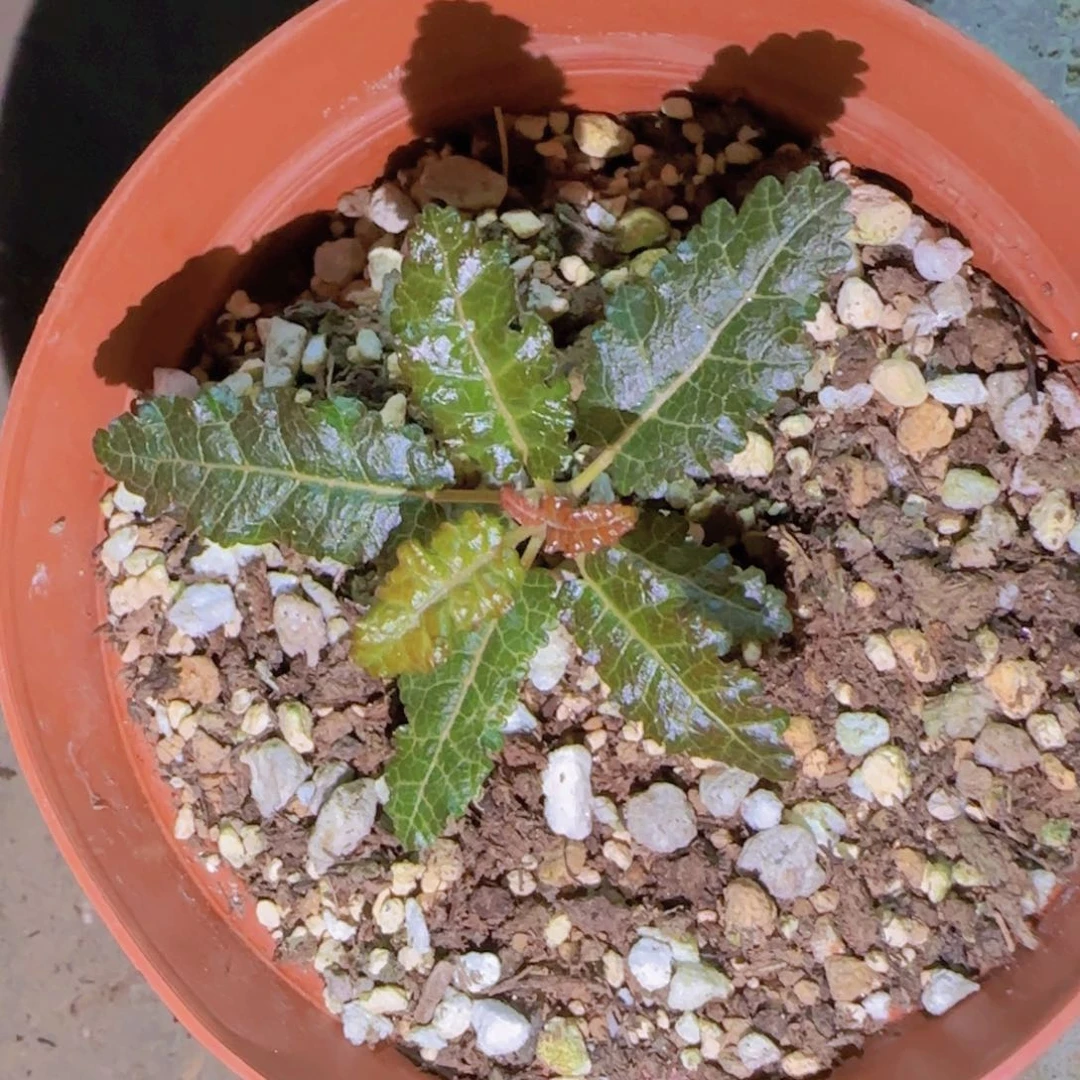 河****哥块根植物块根植物