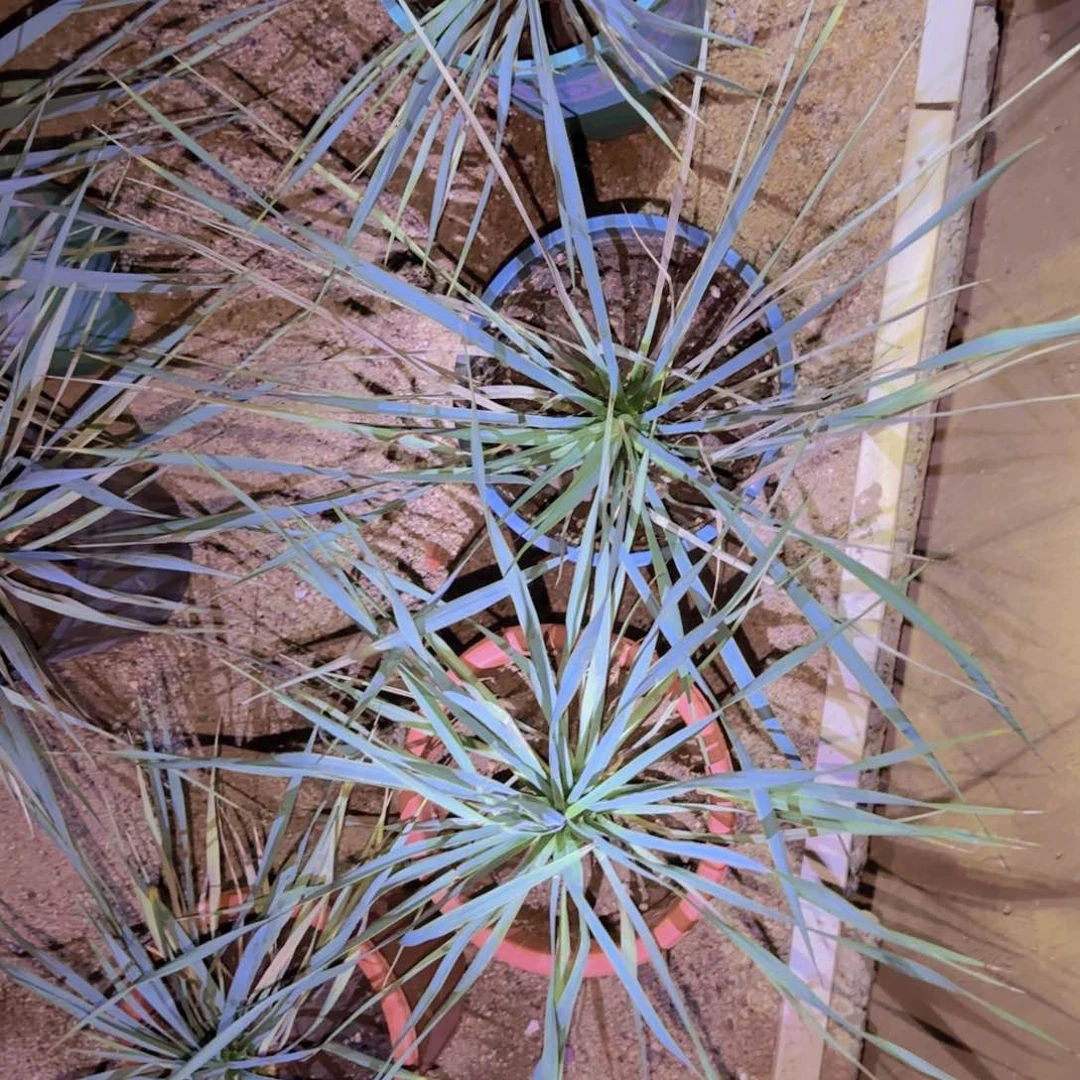 块根植物块根植物