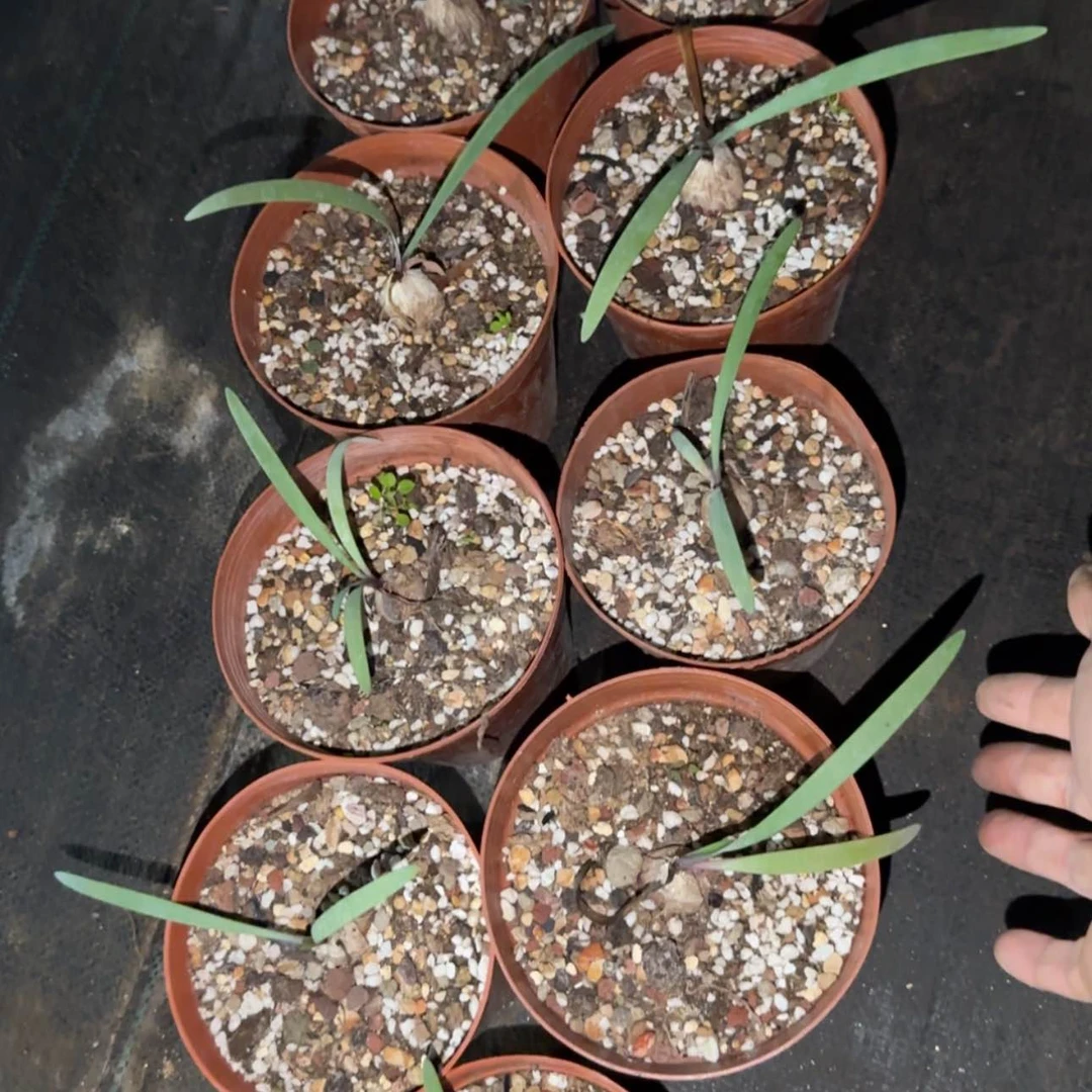【闪购商品】弹簧草577888