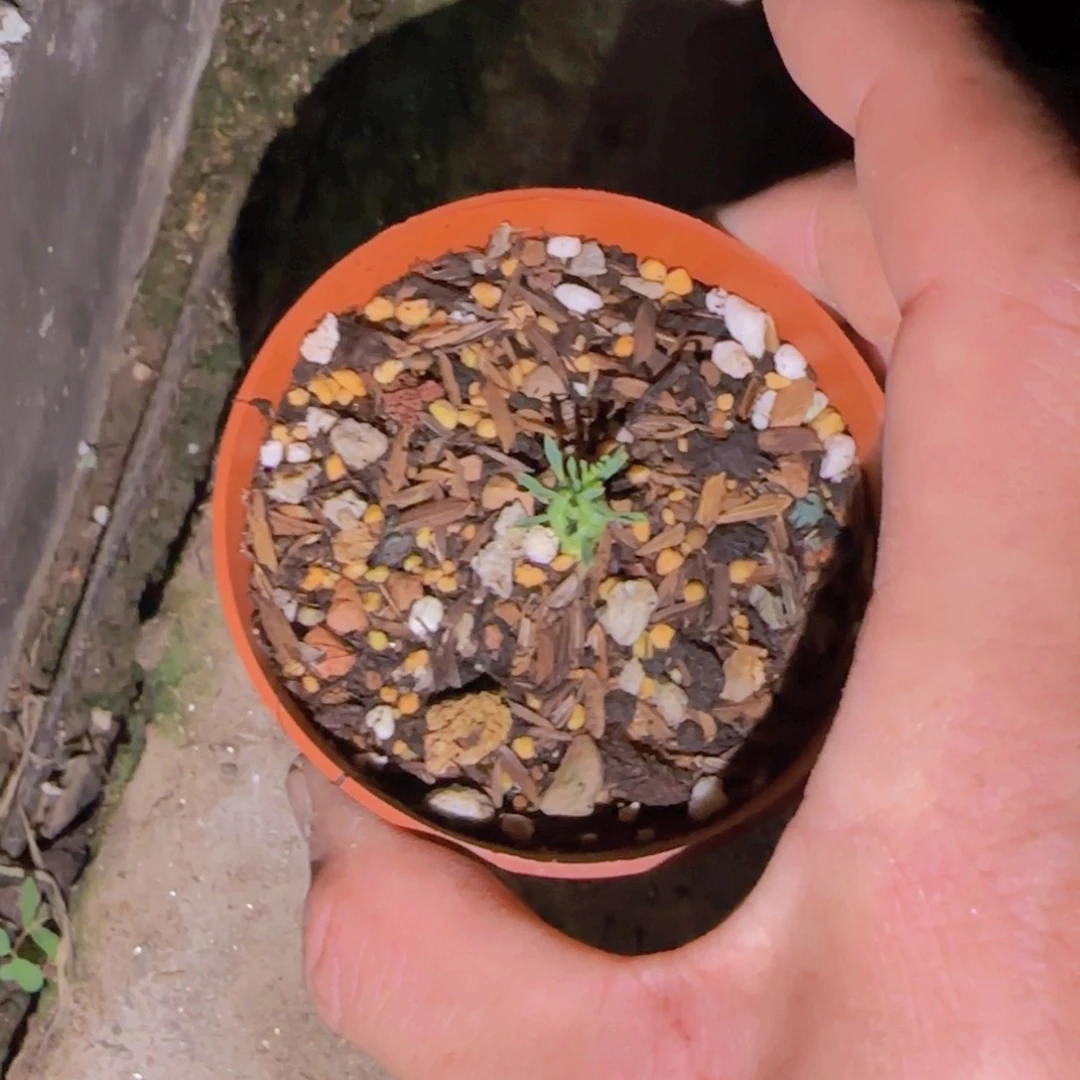 生****動块根植物块根植物