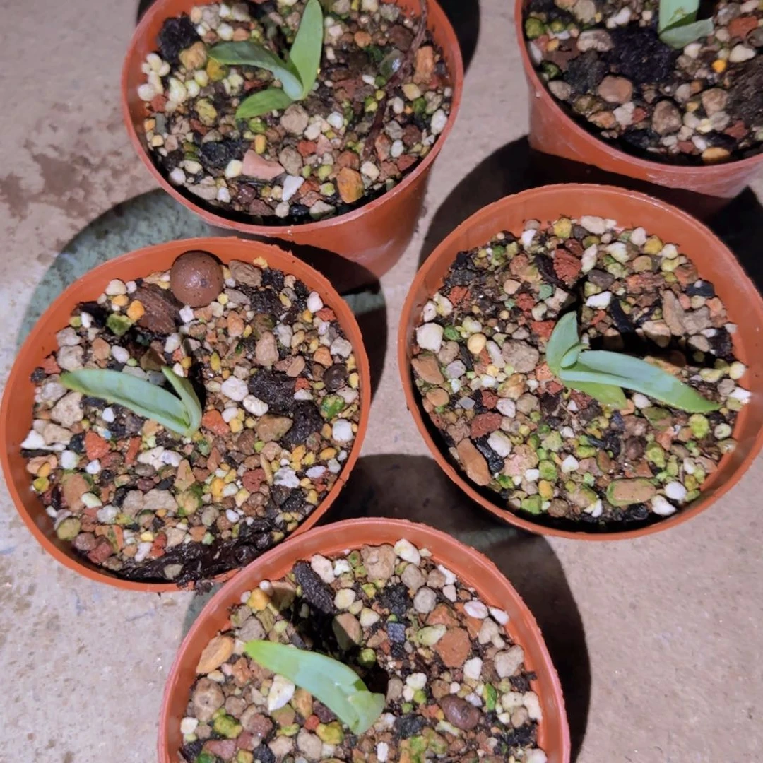 块根植物块根植物