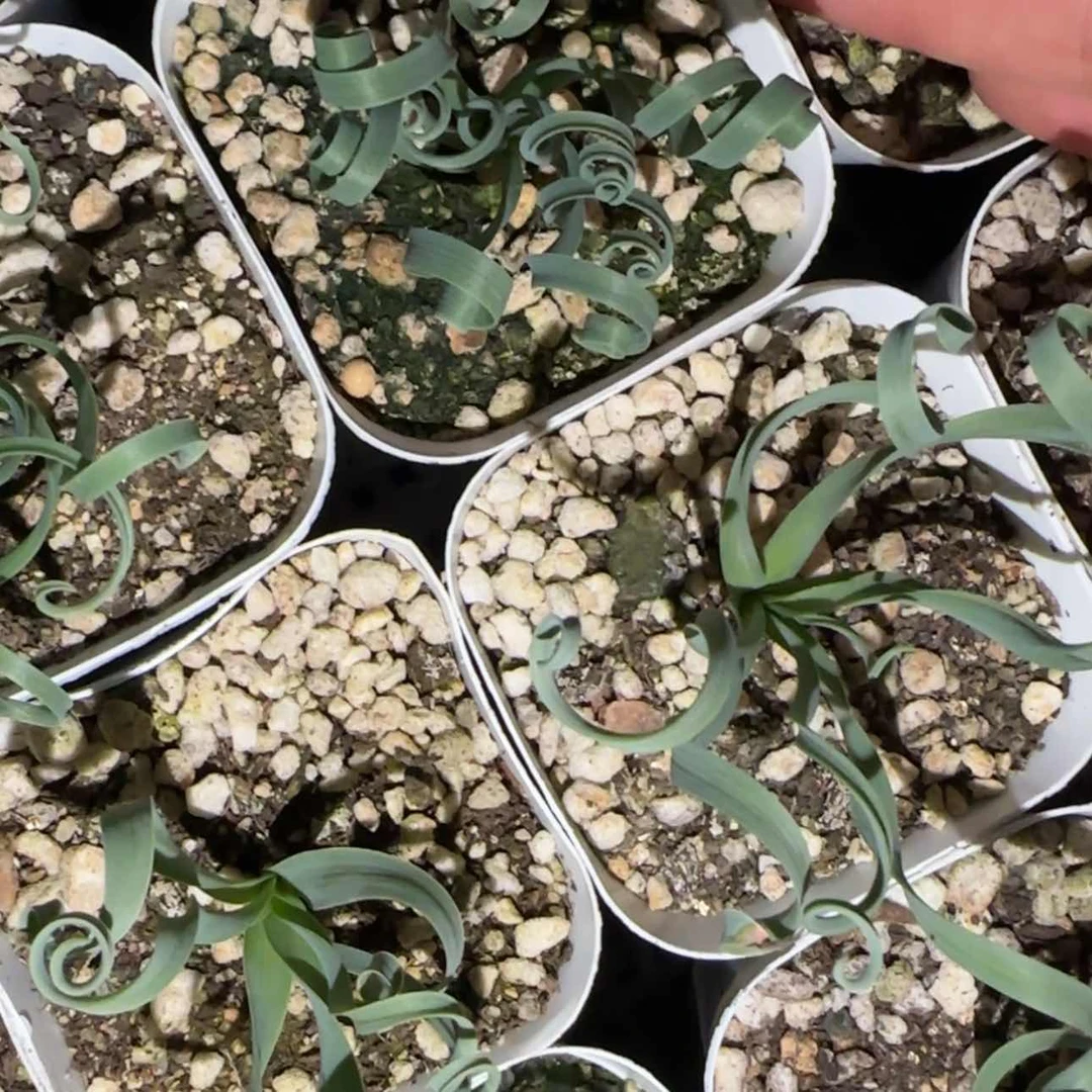 【闪购商品】弹簧草57666