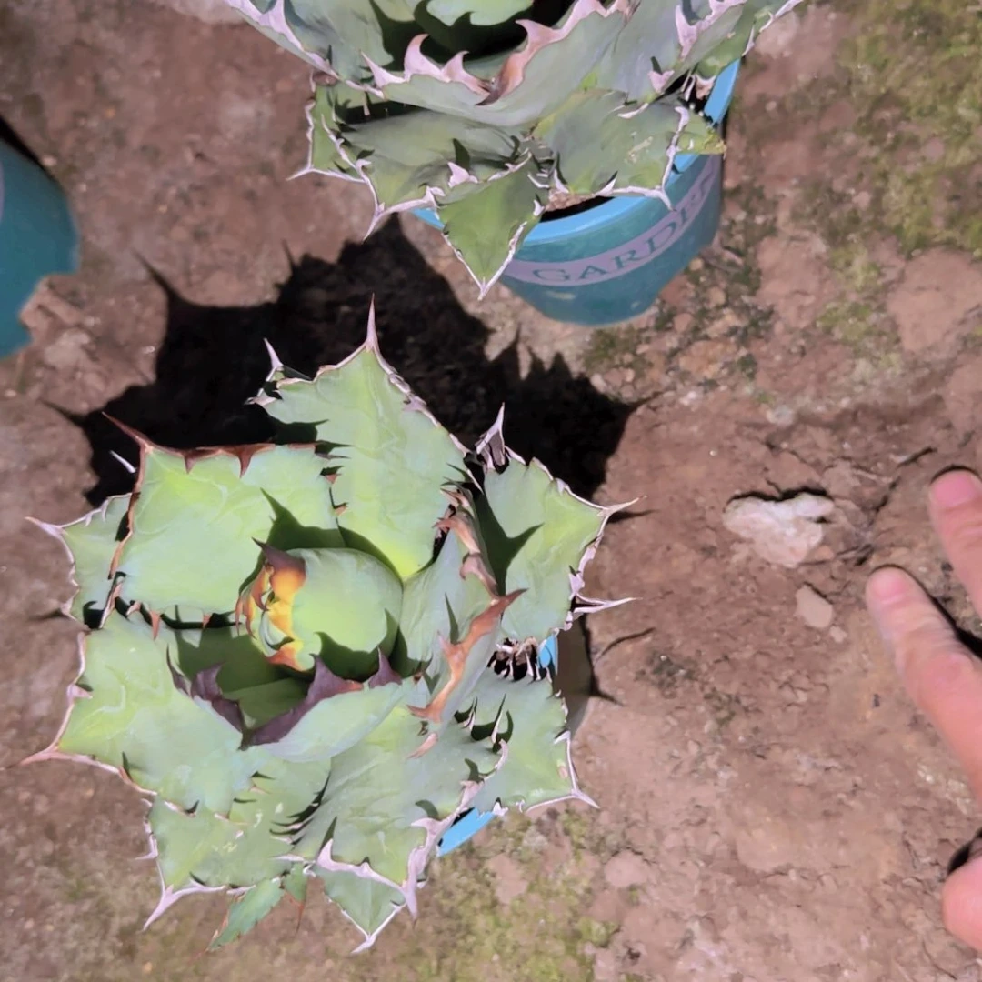 块根植物块根植物块根