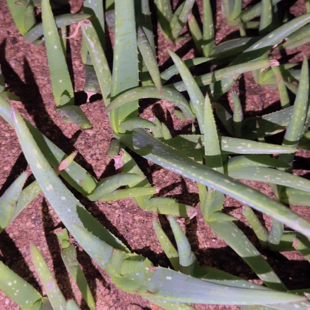 块根植物块根植物