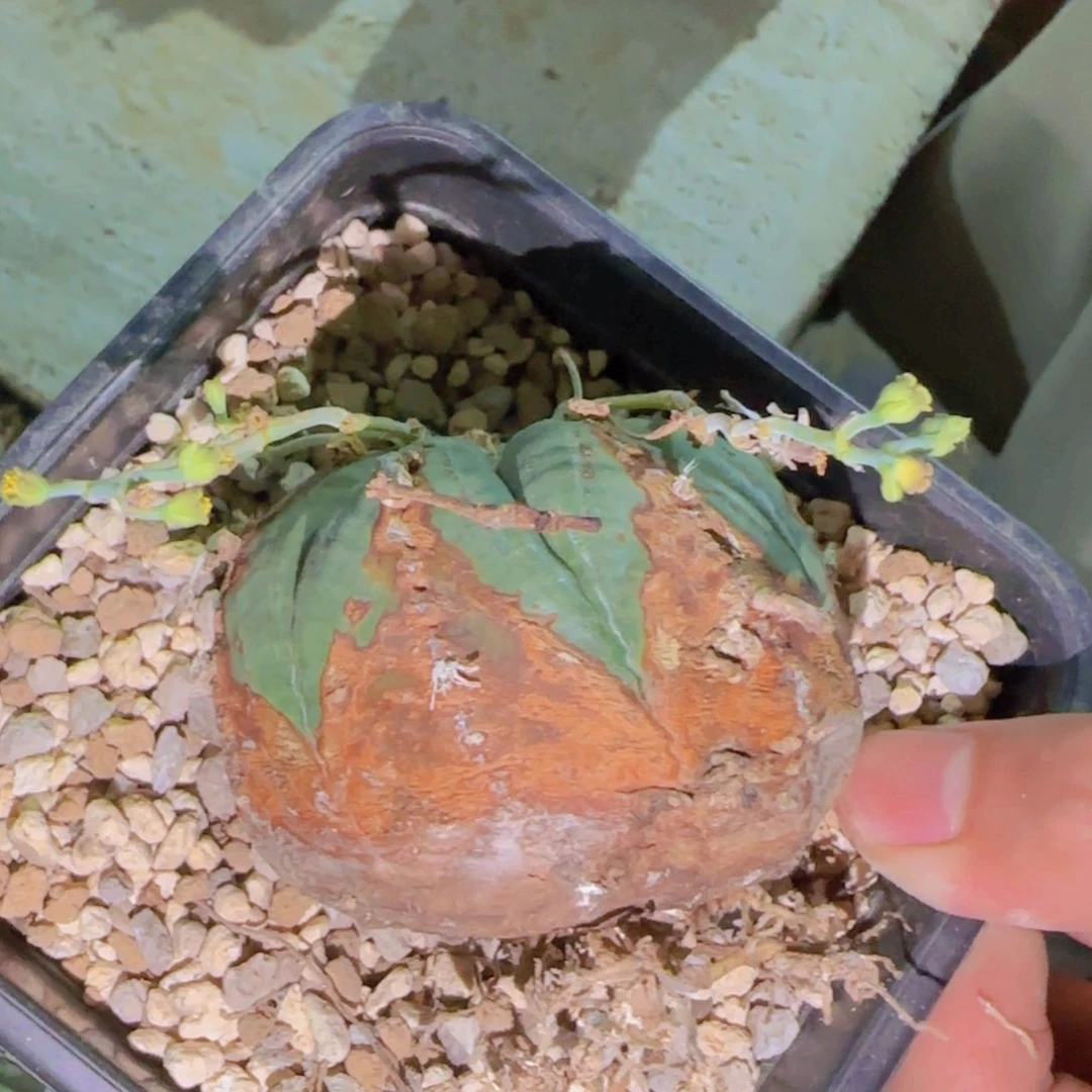 快根植物块根植物