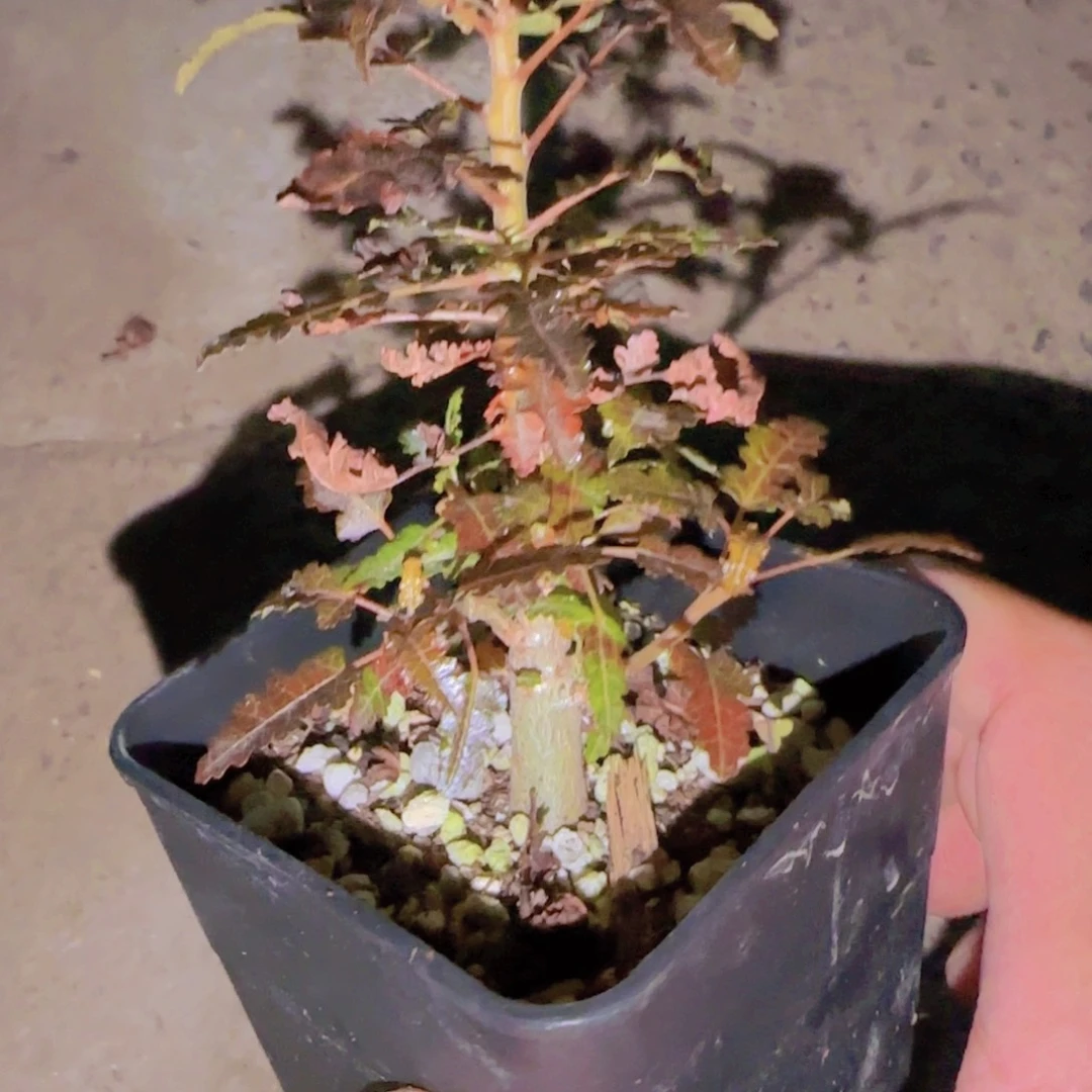 块根植物块根植物