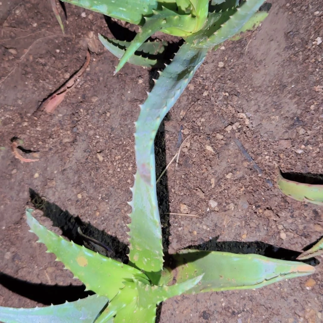 块根植物块根植物