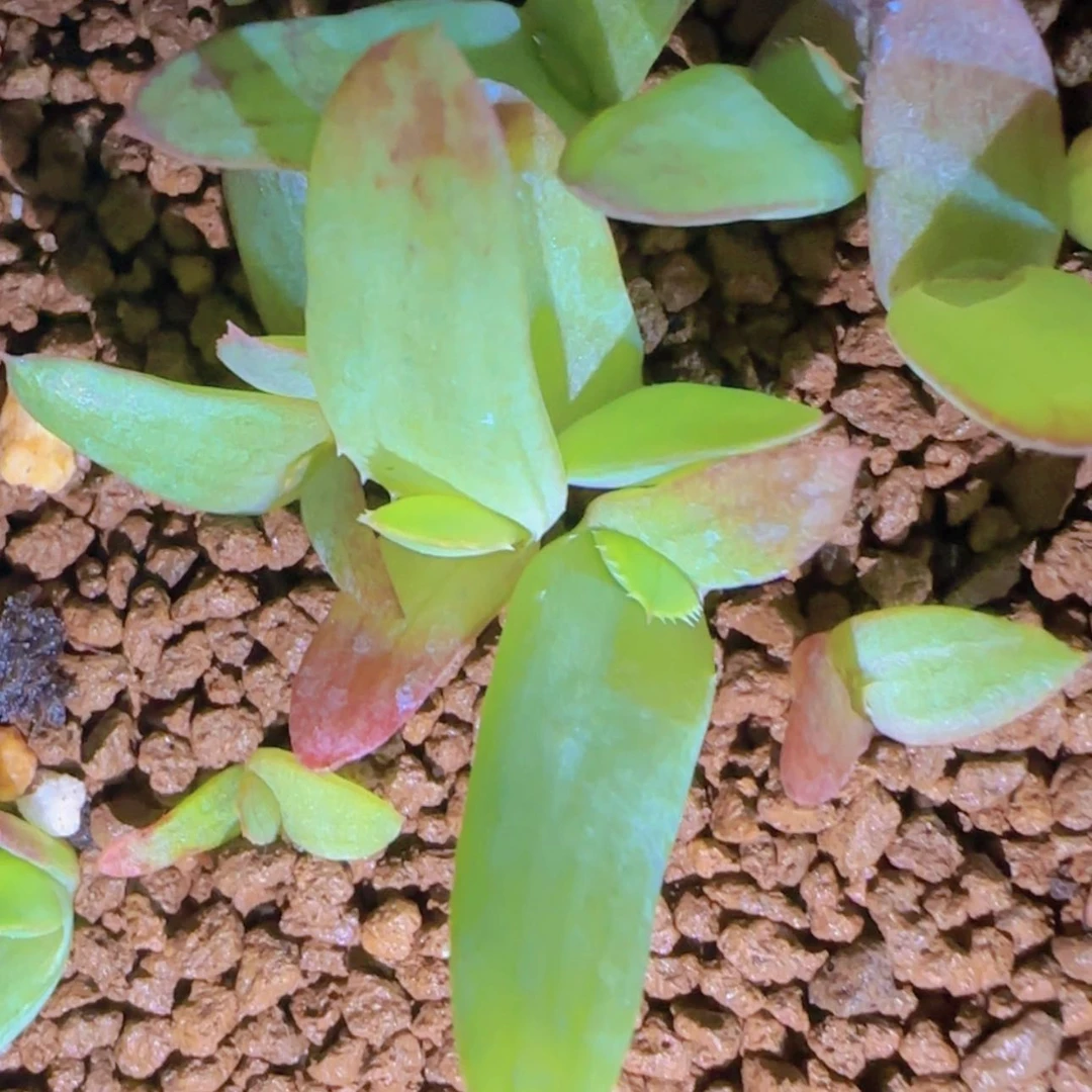 【闪购商品】蜗**车芦荟25566