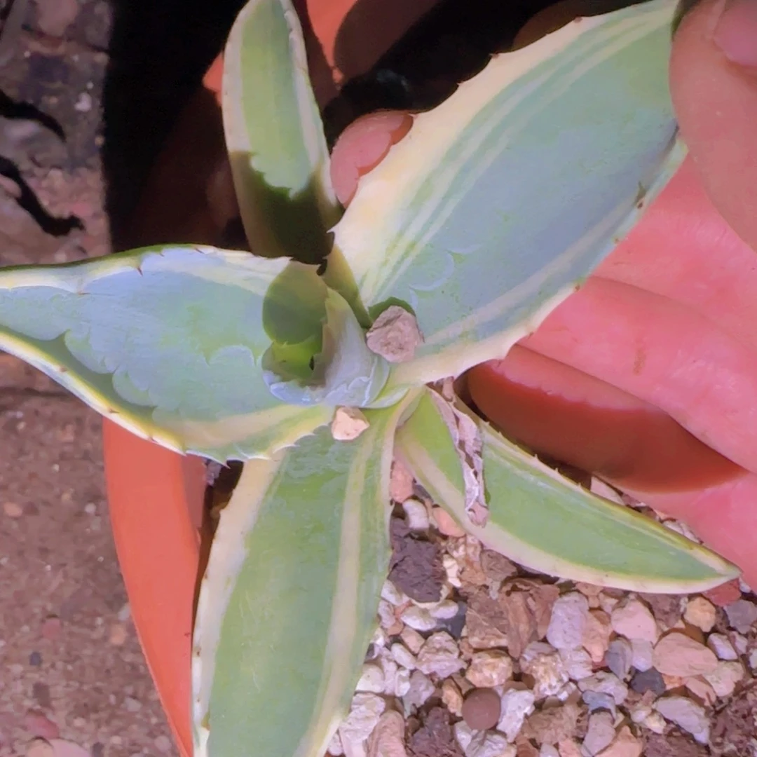 块根植物块根植物