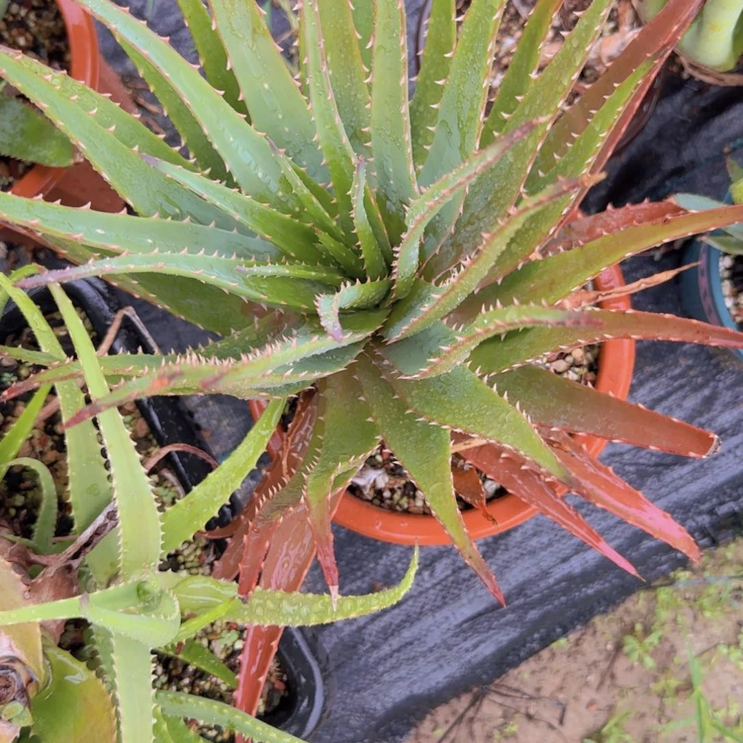 块根植物块根植物