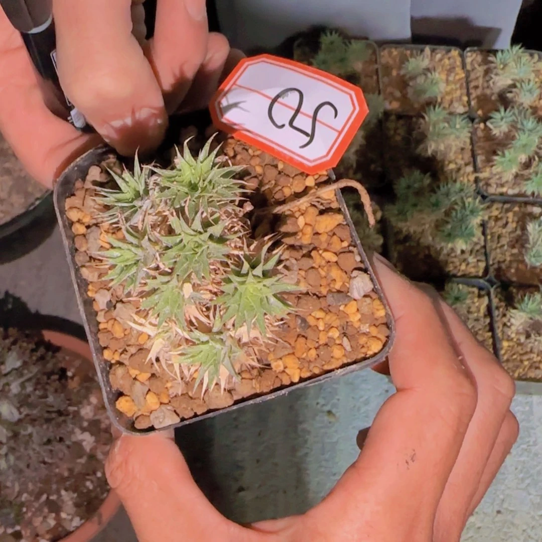 ?*迪块根植物块根植物