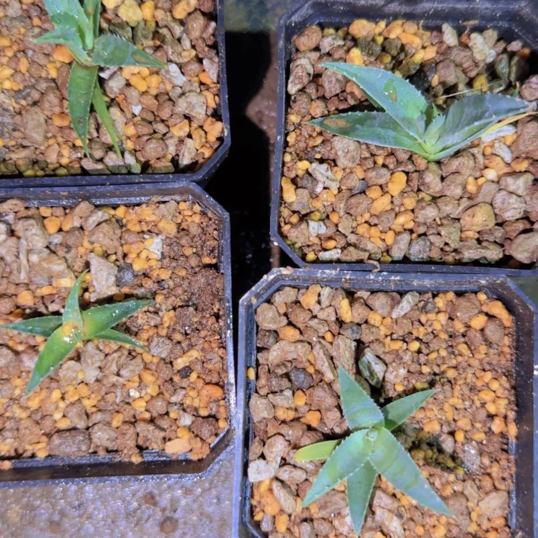 块根植物块根植物
