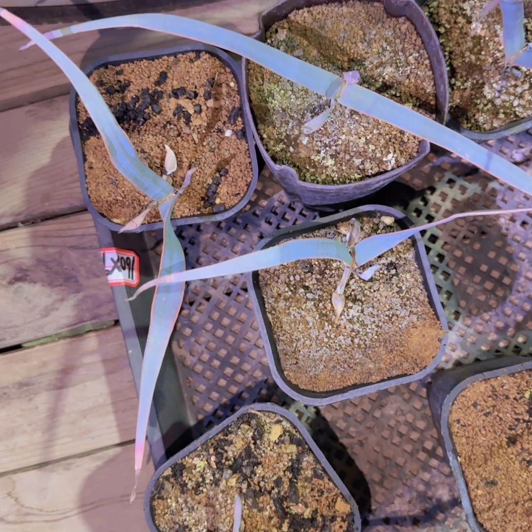 块根植物块根植物