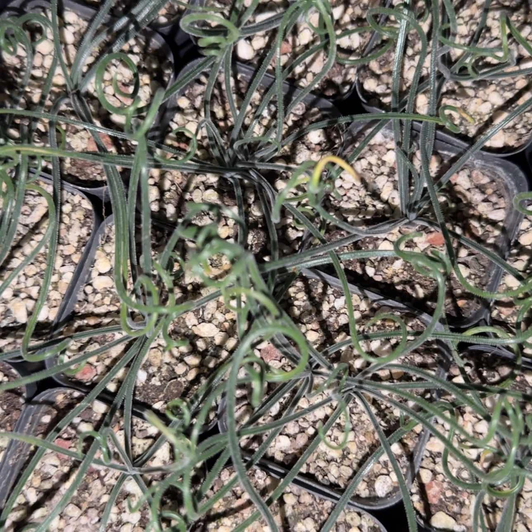 【闪购商品】弹簧草56669