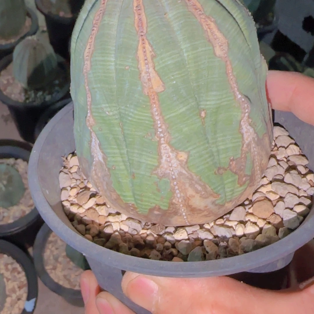 块根植物块根zhi wu