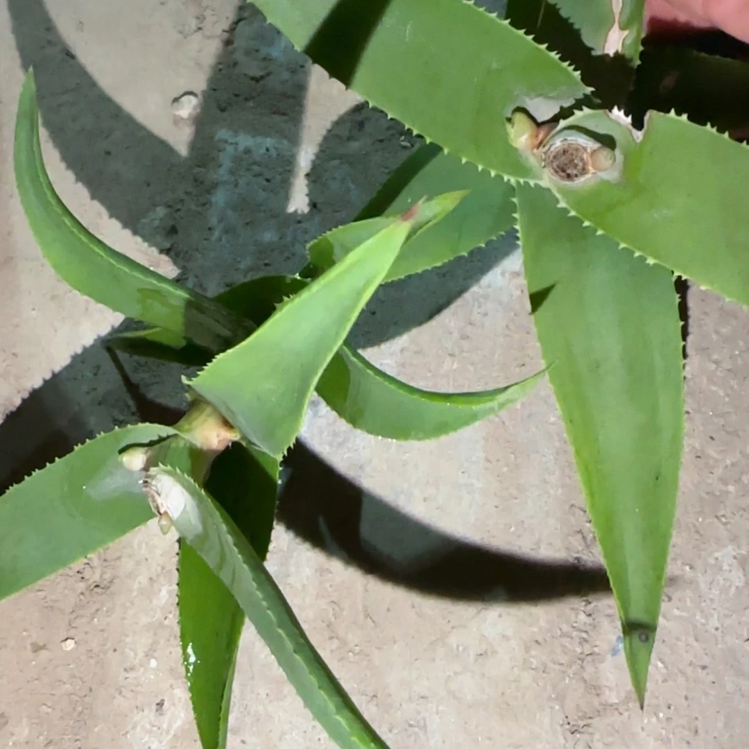 【闪购商品】芦荟589669
