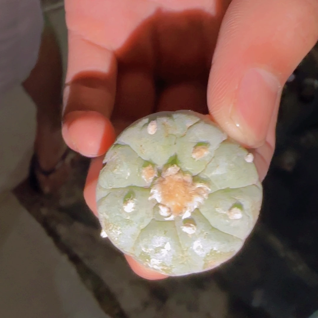 块根植物块根植物