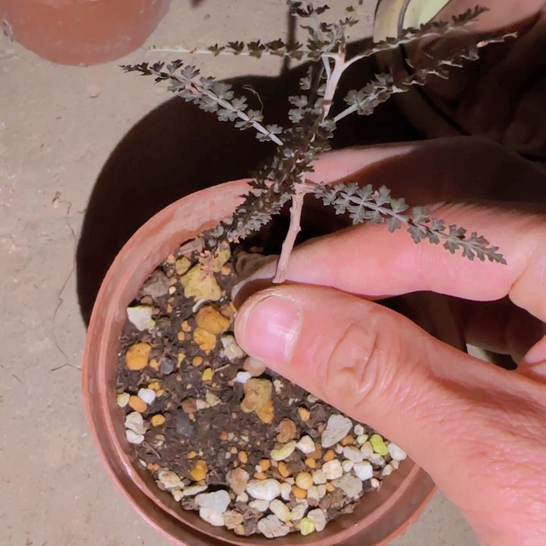 块根植物块根植物块根