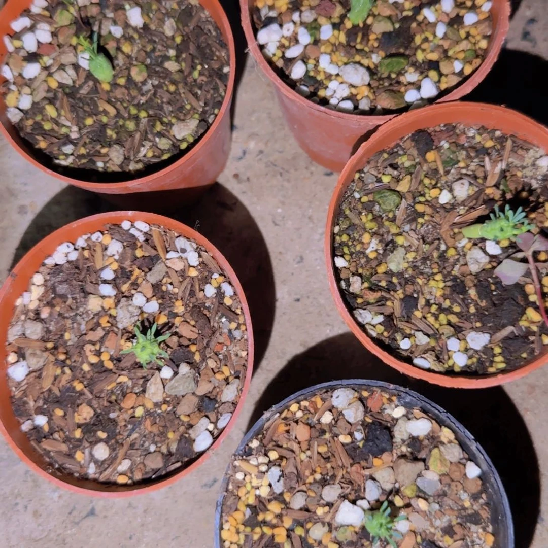 块根植物块根植物