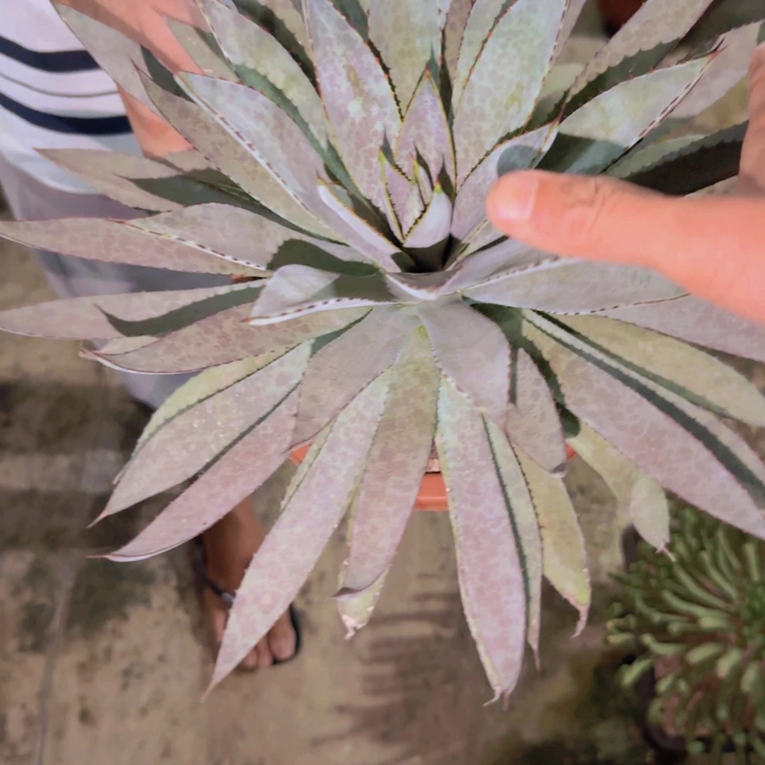 块根植物块根植物