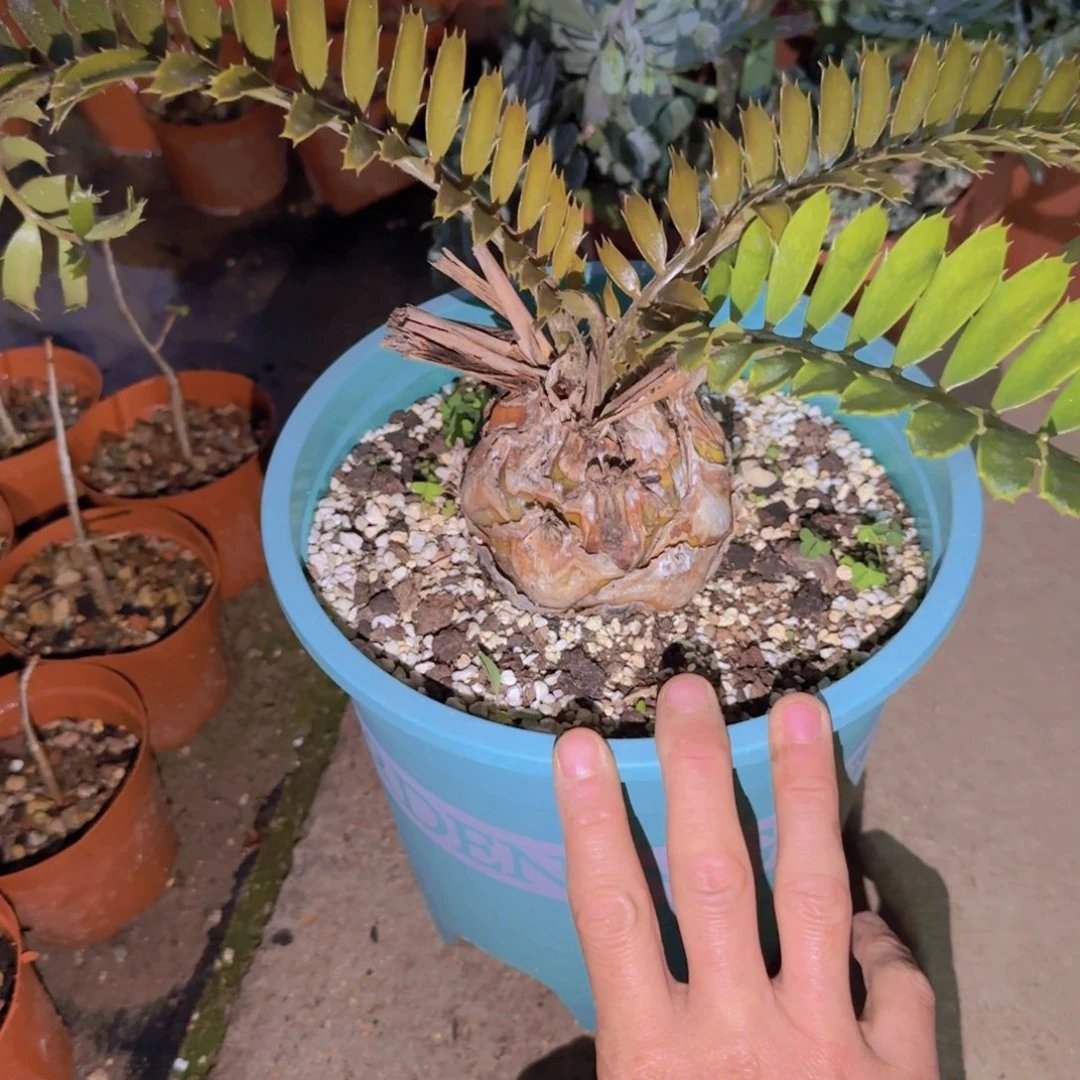 北**森块根植物块根植物