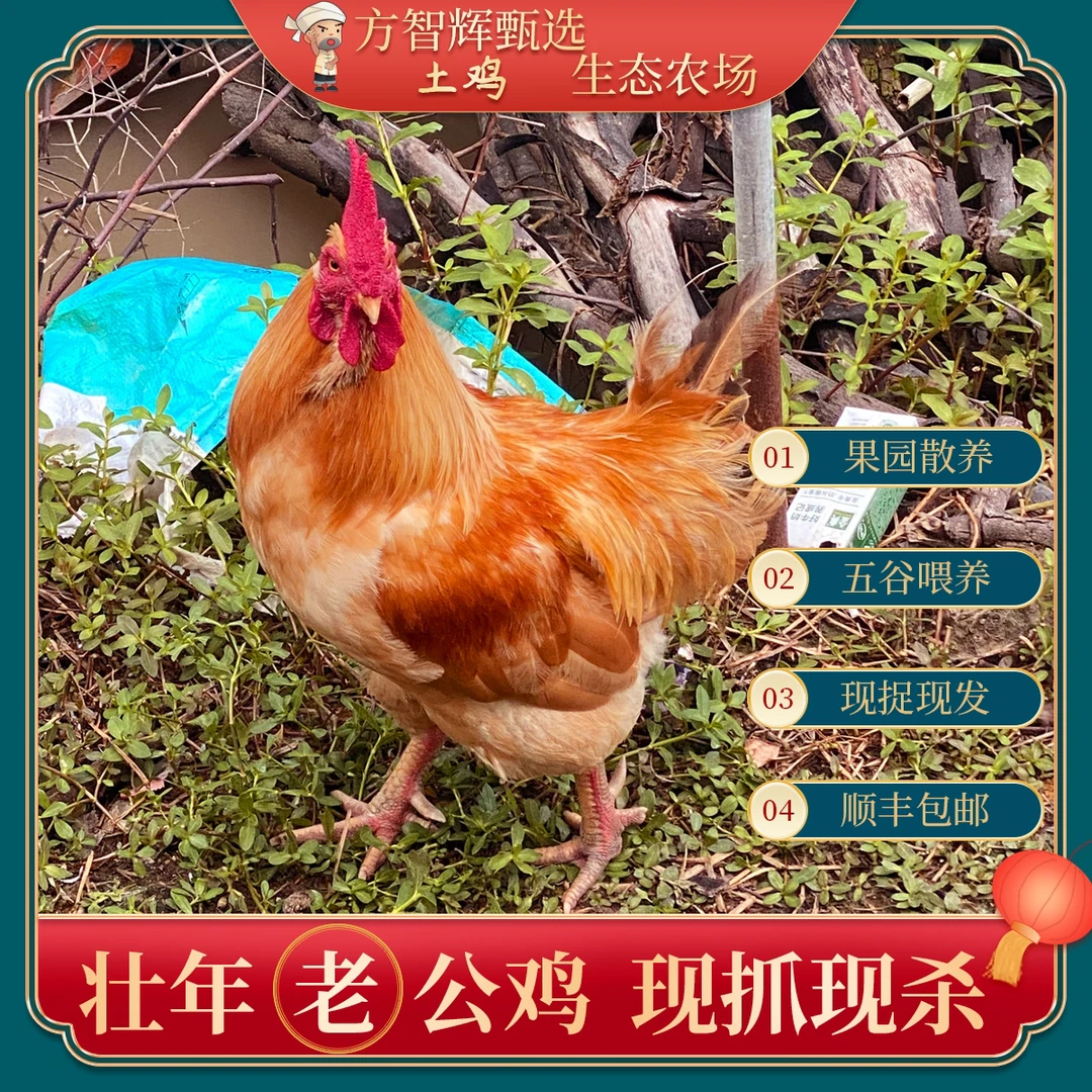 方先生甄选农家果园散养土鸡，散养大公鸡，原生态喂养。