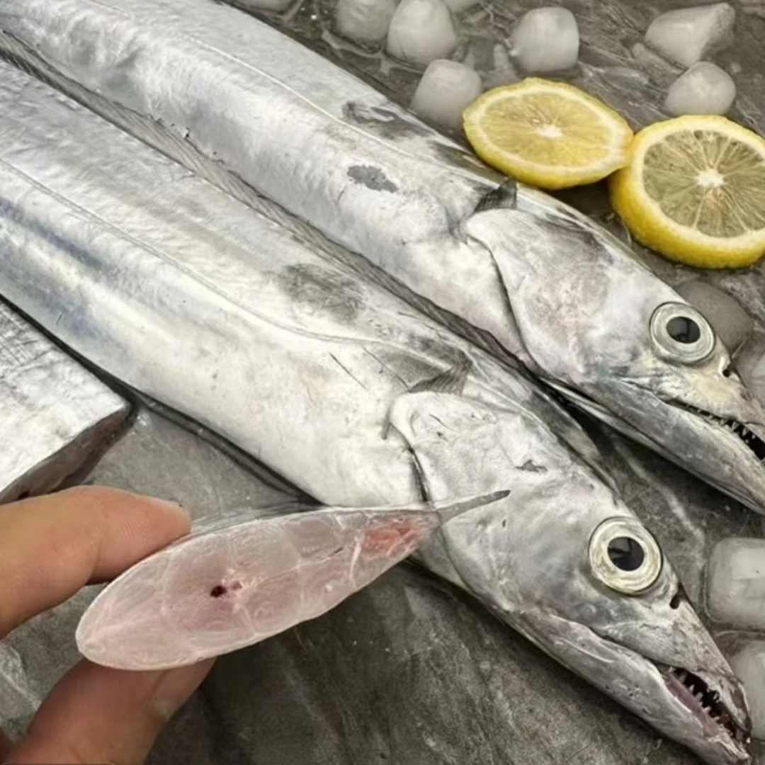 两条刀鱼 1斤以上 新鲜速冻深海钓带鱼（到家包新鲜，不包活）
