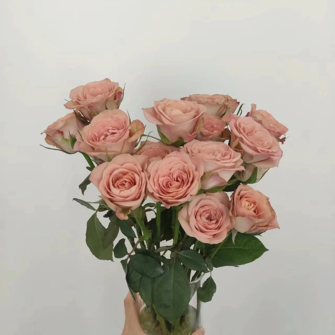 20枝卡布奇诺玫瑰+10枝戴安娜玫瑰+10枝橙色芭比玫瑰+5枝尤加利叶